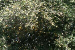 Atlantic Coast Desert Mountains