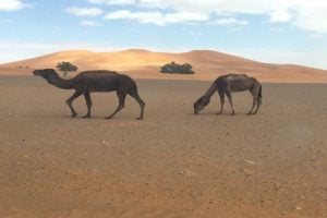 Atlantic Coast Desert Mountains